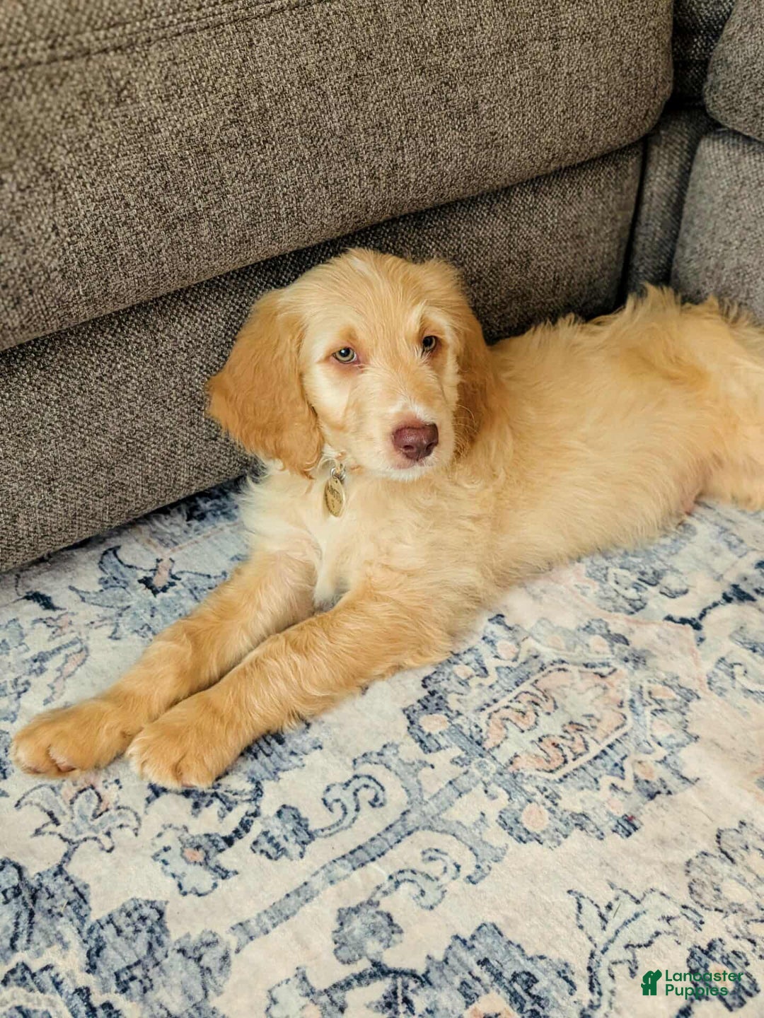 Goldendoodle dogs for sale: Winston - Image 3