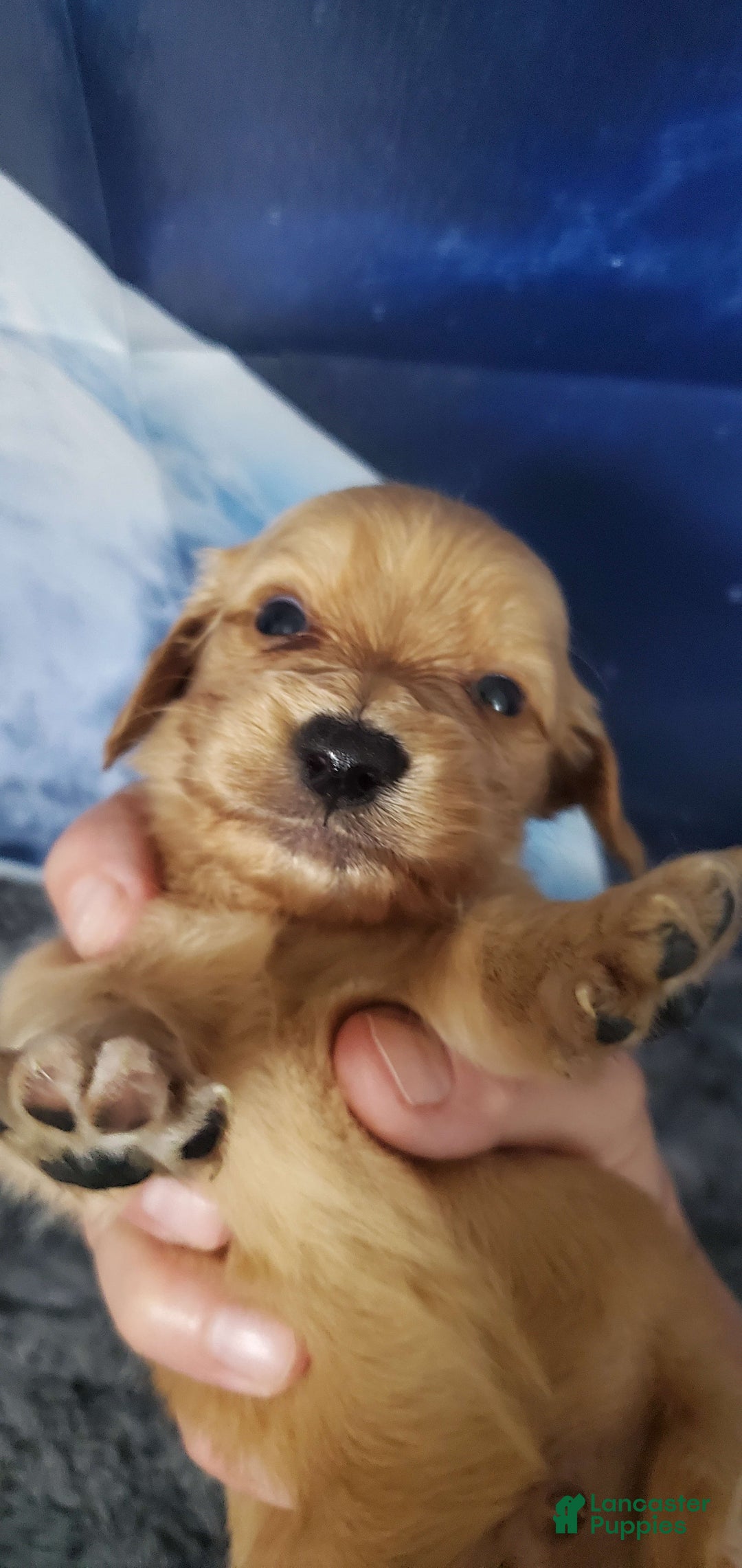 Miniature Dachshund dogs for sale: Creme - Image 6