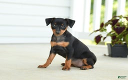 Miniature Pinscher dogs for sale: Nutella - Image 2