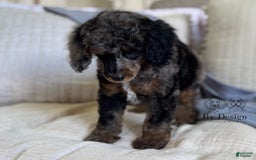 Standard Poodle dogs for sale: Adam - Image 5