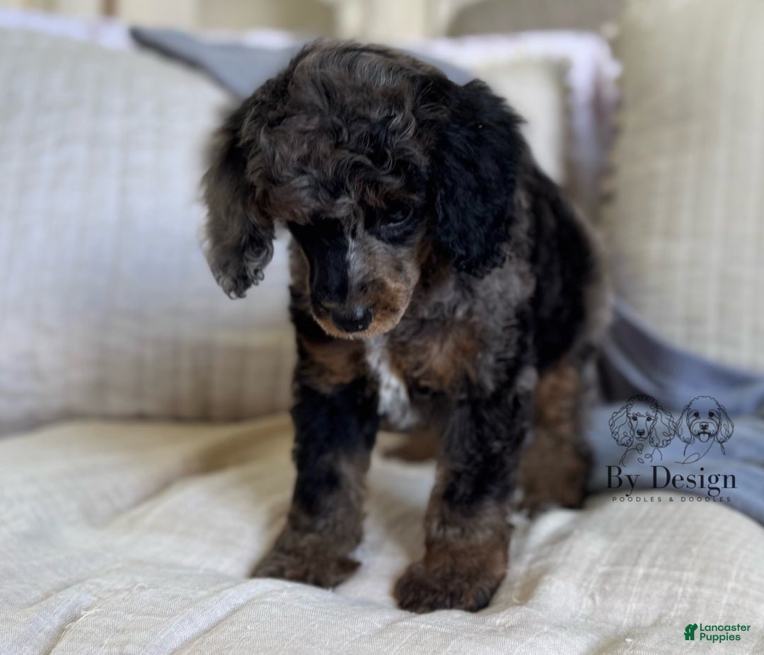 Standard Poodle dogs for sale: Adam - Image 5