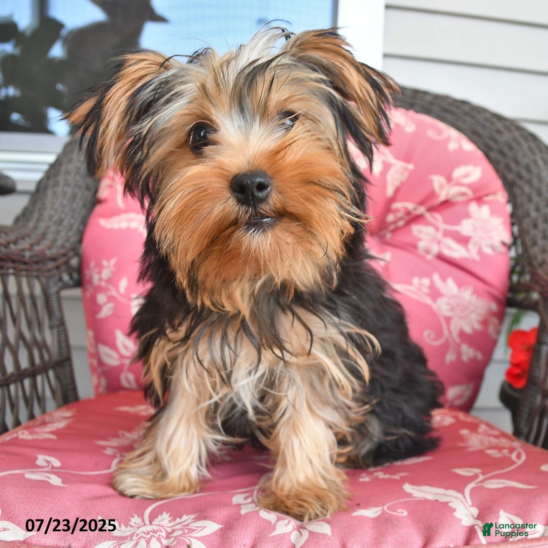 Yorkshire Terrier dogs for sale: Alice - Image 3