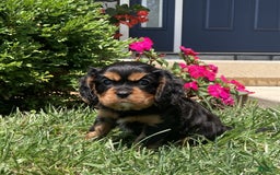 Cavalier King Charles Spaniel dogs for sale: Hope - Image 16