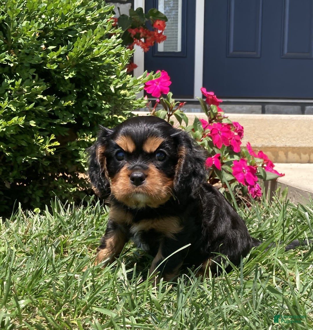 Cavalier King Charles Spaniel dogs for sale: Hope - Image 16