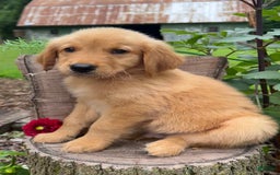 Golden Retriever dogs for sale: Sailor - Image 1