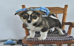 American Eskimo dogs for sale: Skoopy - Image 6