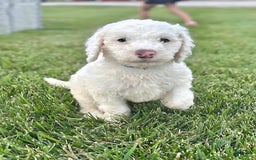 Newfypoo dogs for sale: Loki - Image 3