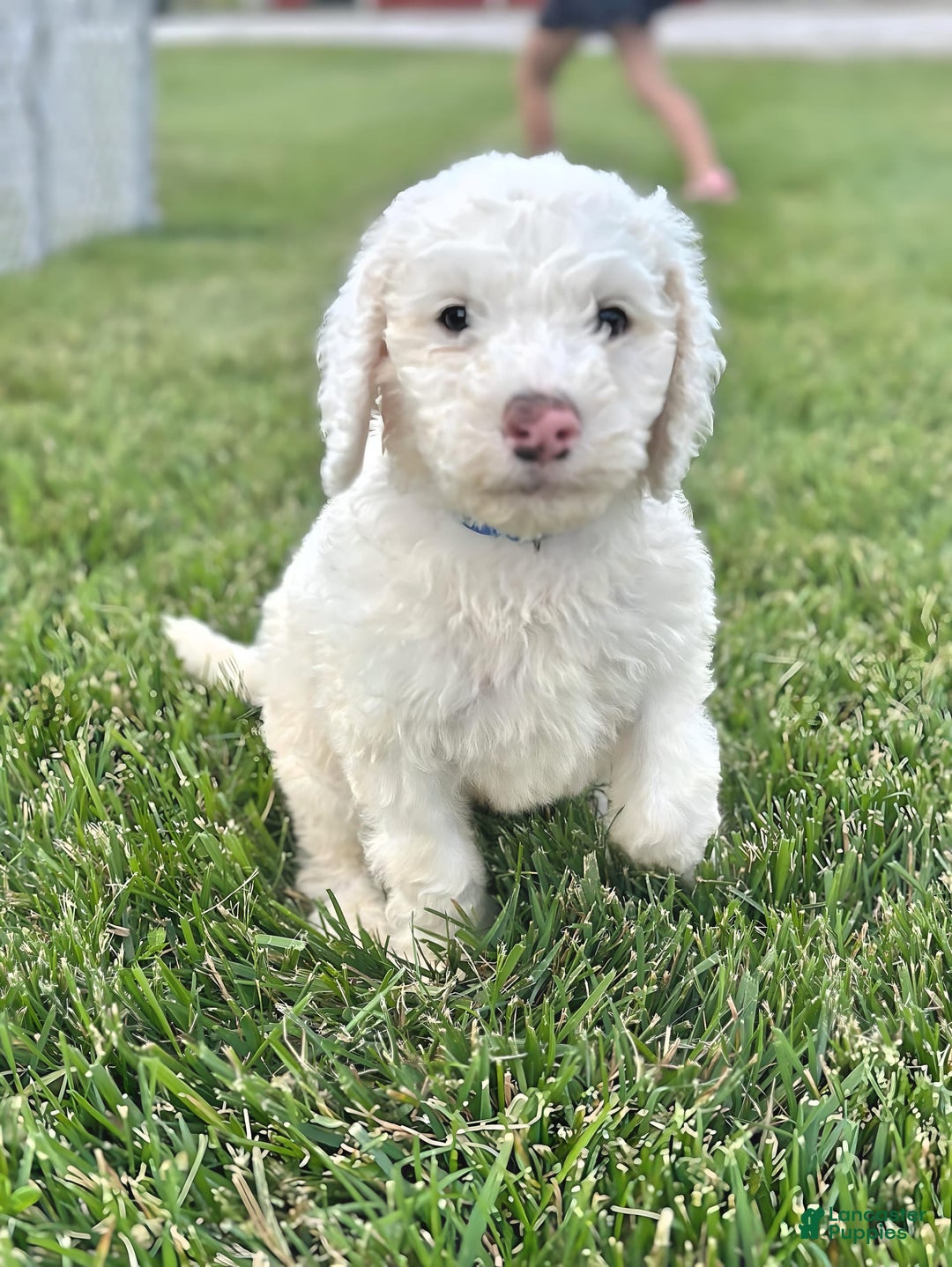 Newfypoo dogs for sale: Loki - Image 3
