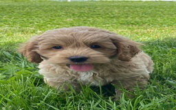 Cockapoo dogs for sale: Nero - Image 1
