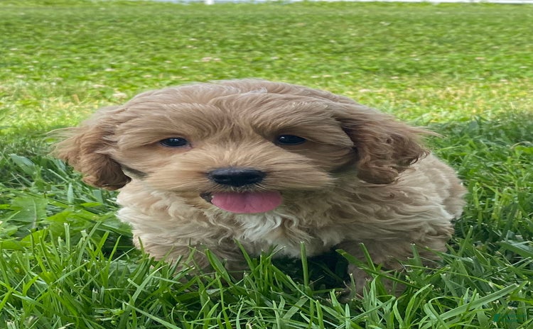 Cockapoo dogs for sale - Ad 2