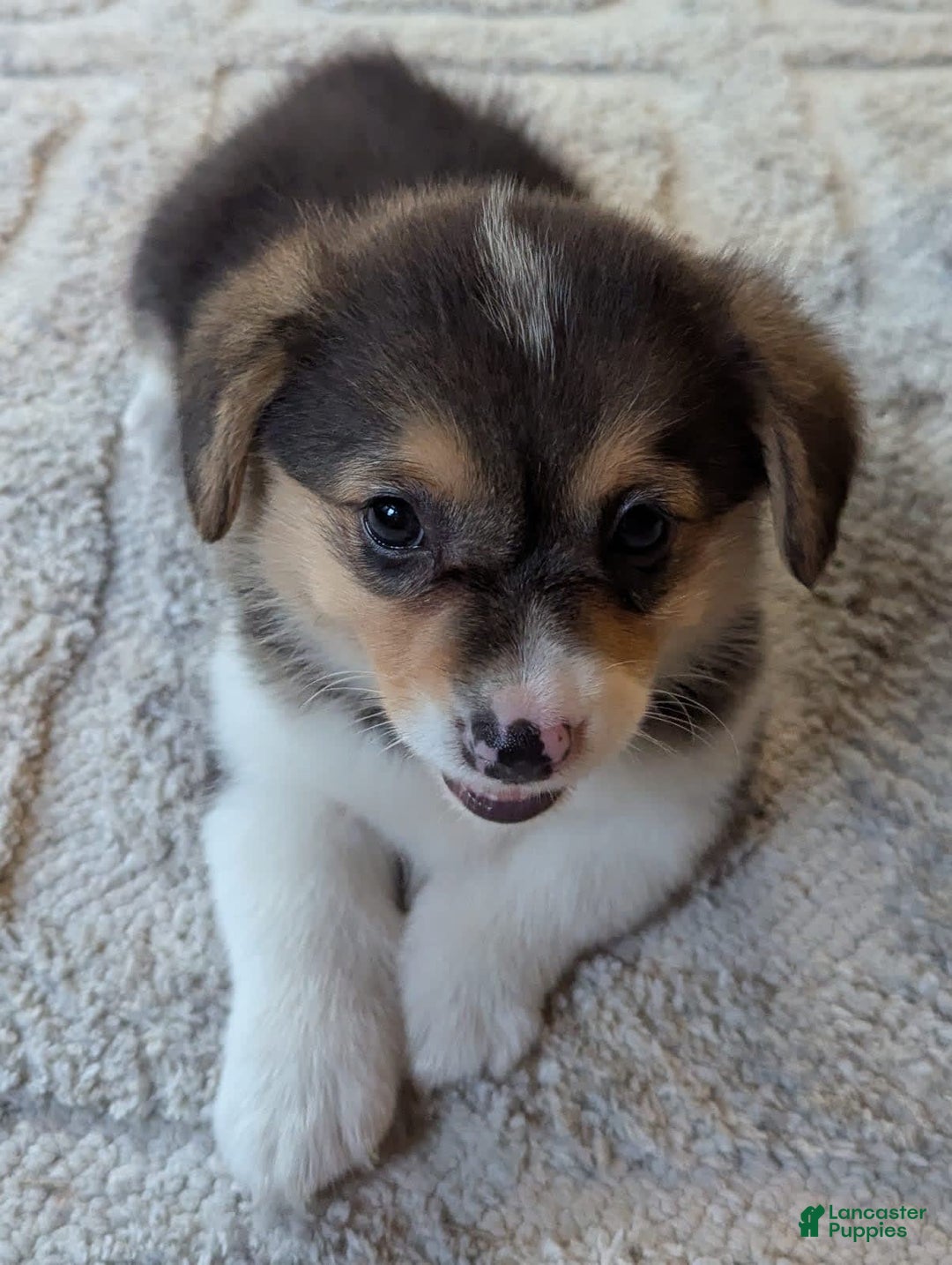 Welsh Corgi Pembroke dogs for sale: Mitzy - Image 5