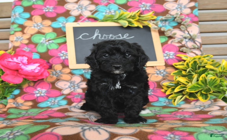 Miniature Poodle dogs for sale - Ad 2