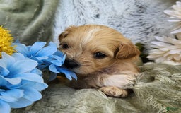 Shihpoo dogs for sale: Maverick - Image 8