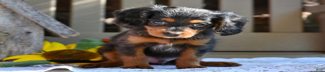 Rex