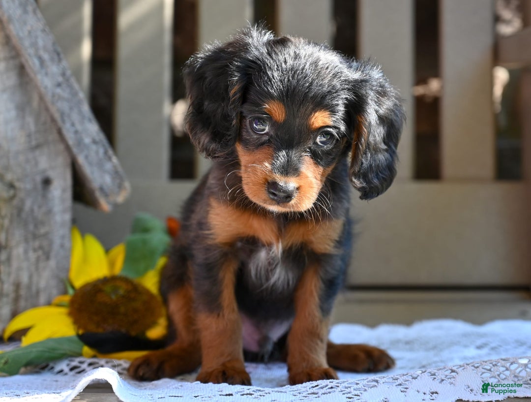 Cavapoo dogs for sale: Rex - Image 1