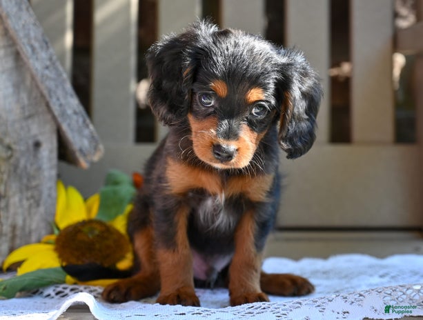 Cavapoo dogs for sale - Ad 5