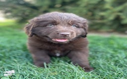 Newfoundland dogs for sale: Trudy - Image 1
