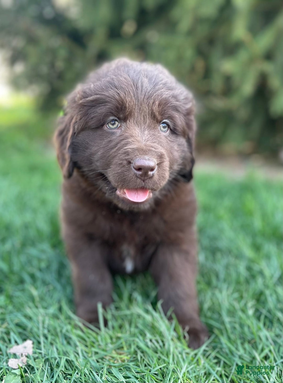 Newfoundland dogs for sale: Trudy - Image 1