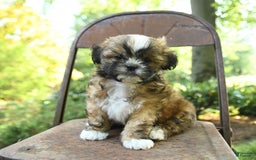 Teddy Bear dogs for sale: Vermont - Image 5
