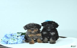 Toy Poodle dogs for sale: Twinkle - Image 1
