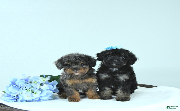 Toy Poodle dogs for sale - Ad 1