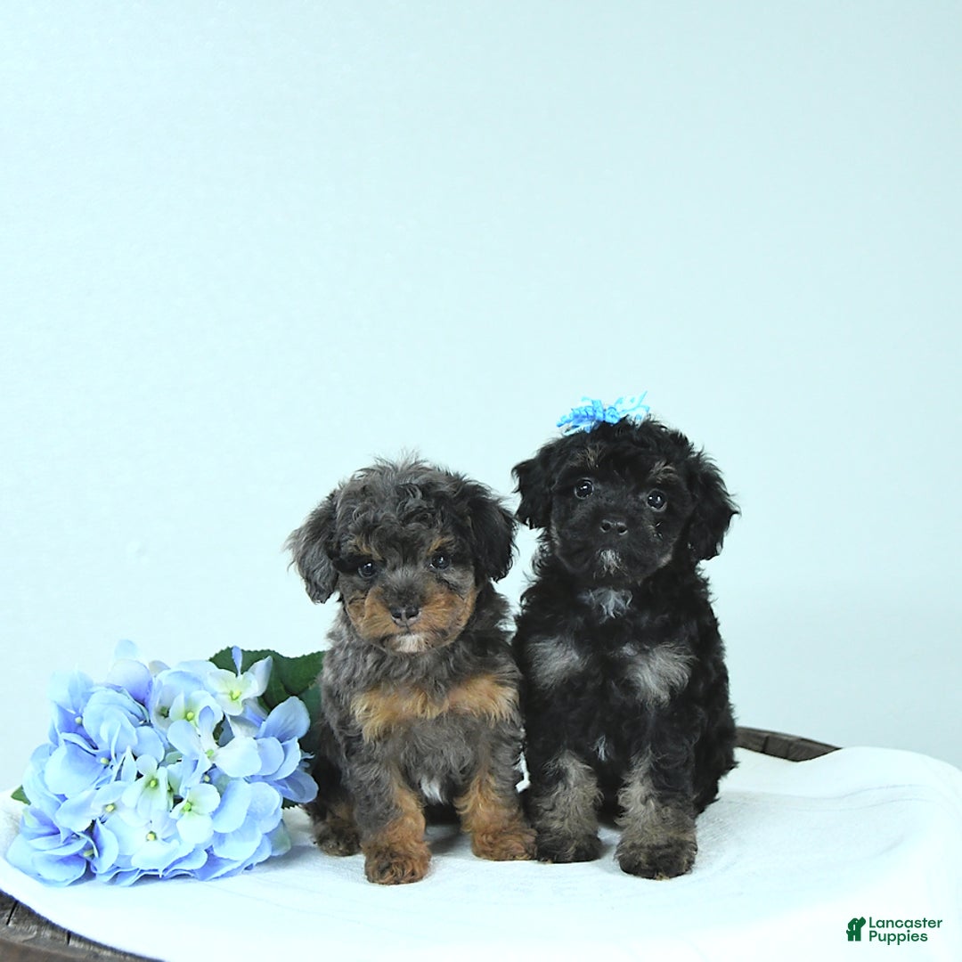 Toy Poodle dogs for sale: Twinkle - Image 1