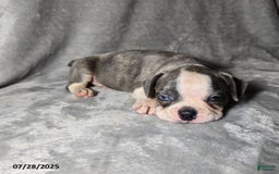 Frenchton dogs for sale: Tanner - Image 3