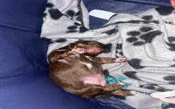 Chihuahua dogs for sale: N/a - Image 1
