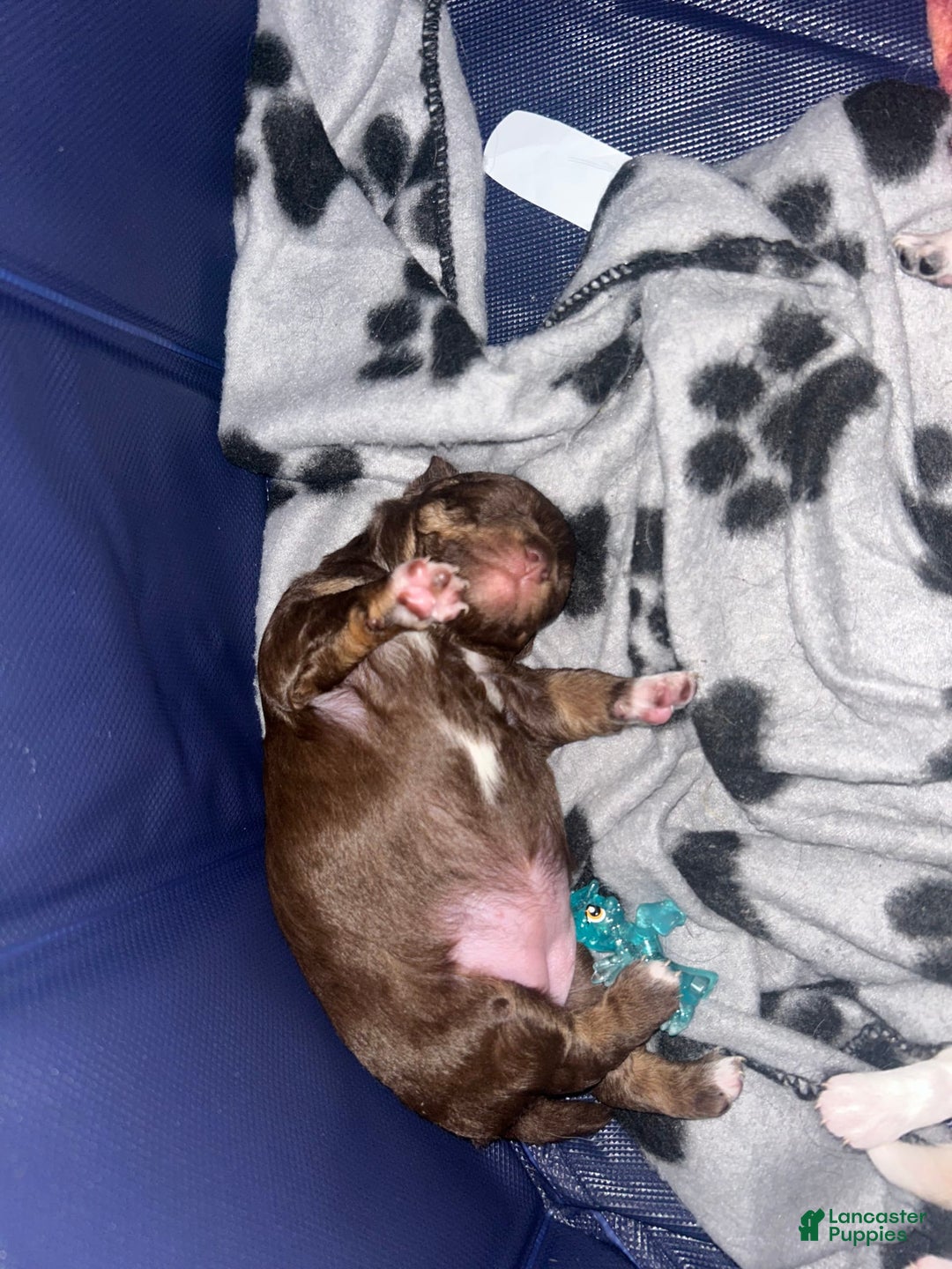 Chihuahua dogs for sale: N/a - Image 1