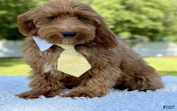 Mini Goldendoodle dogs for sale: Thiago - Image 1