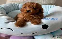 Maltipoo dogs for sale: Sky Blue - Image 2