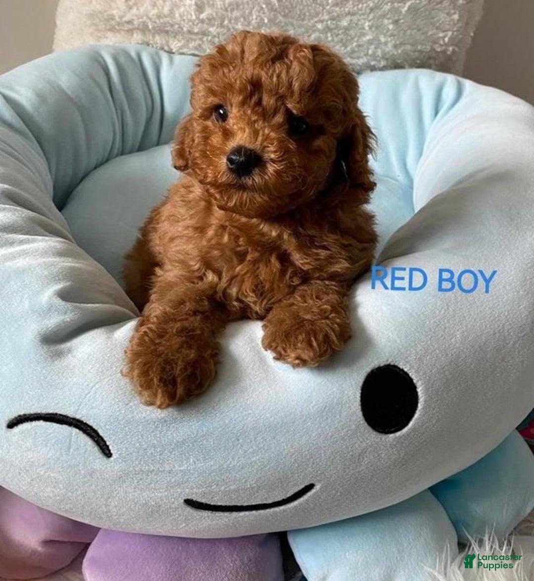 Maltipoo dogs for sale: Sky Blue - Image 2