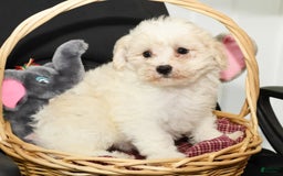 Shihpoo dogs for sale: Bubbles - Image 4