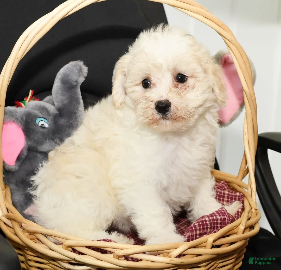 Shihpoo dogs for sale: Bubbles - Image 4