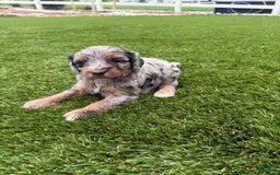 Bernedoodle dogs for sale: 12 - Image 8