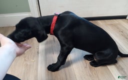 Labrador Retriever dogs for sale: Ruby - Image 5