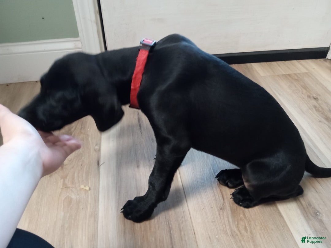 Labrador Retriever dogs for sale: Ruby - Image 5
