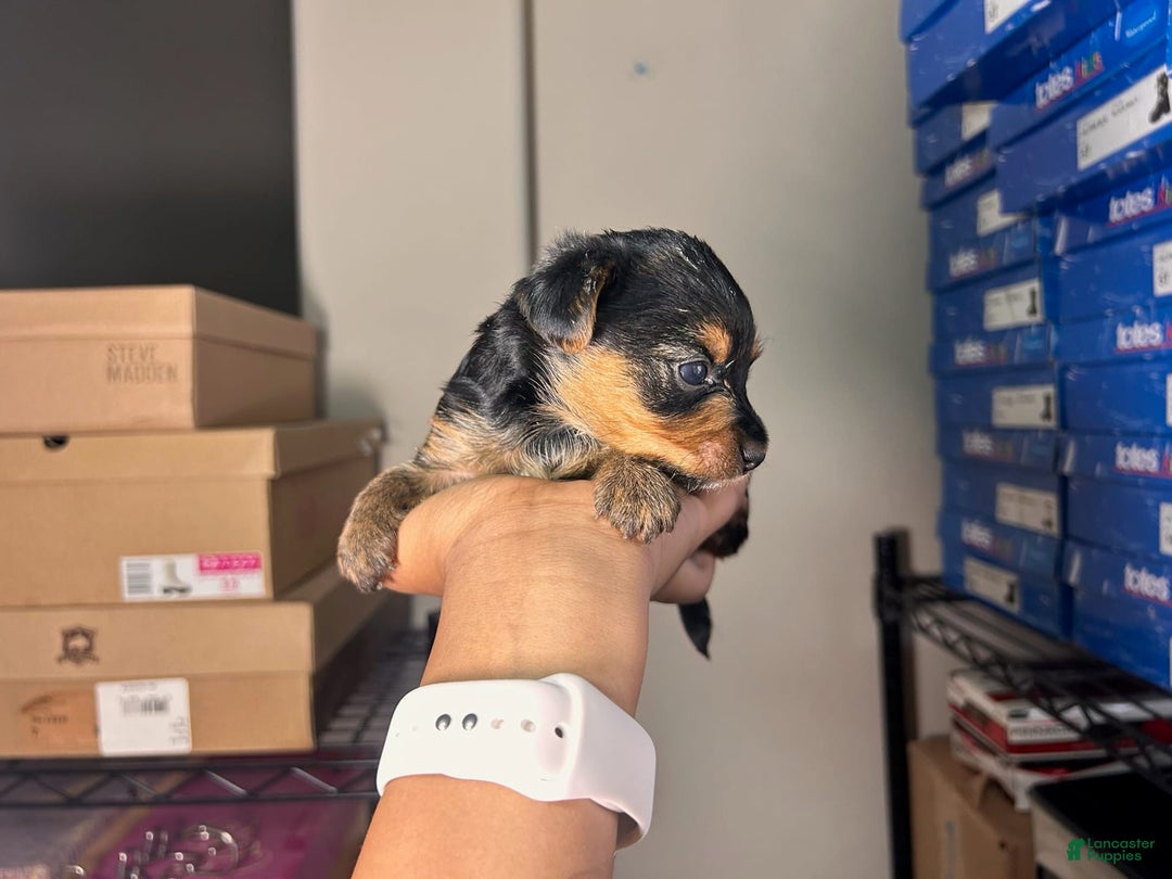Yorkshire Terrier dogs for sale: Princess - Image 5