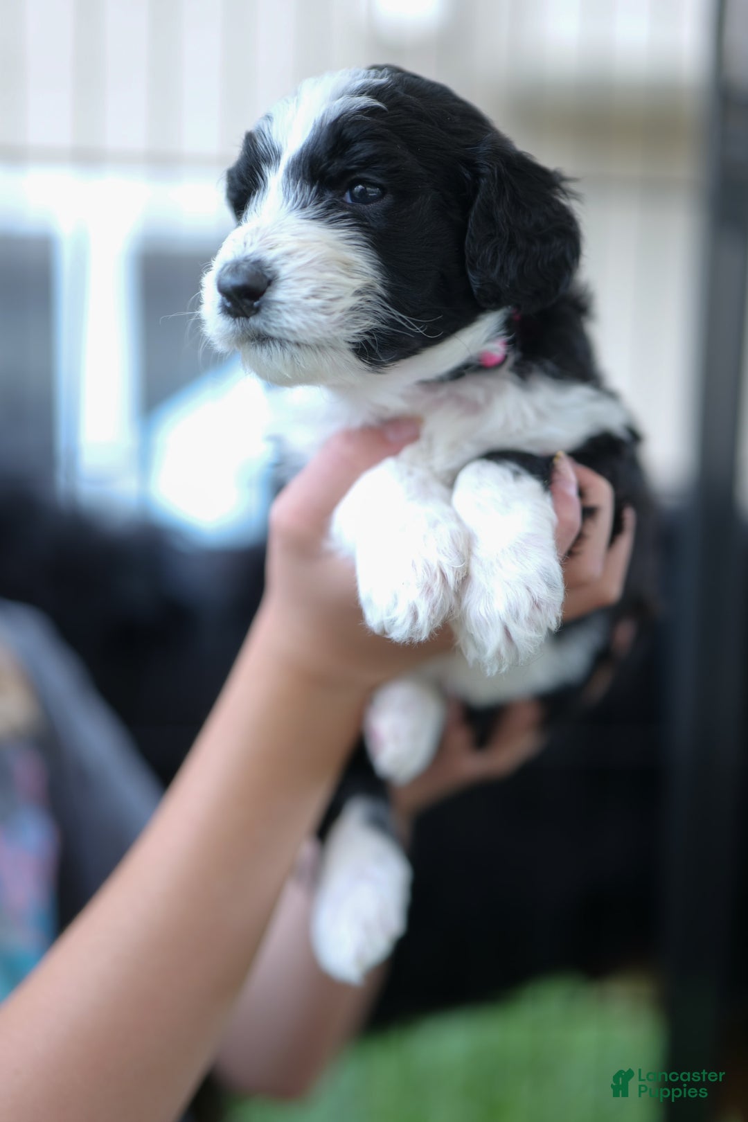Bernedoodle dogs for sale: Pink - Image 1