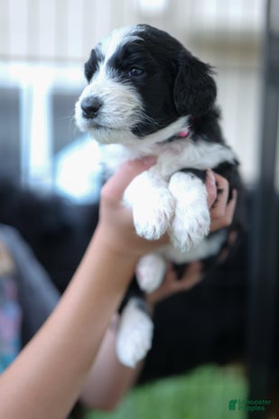 Bernedoodle dogs for sale - Ad 5