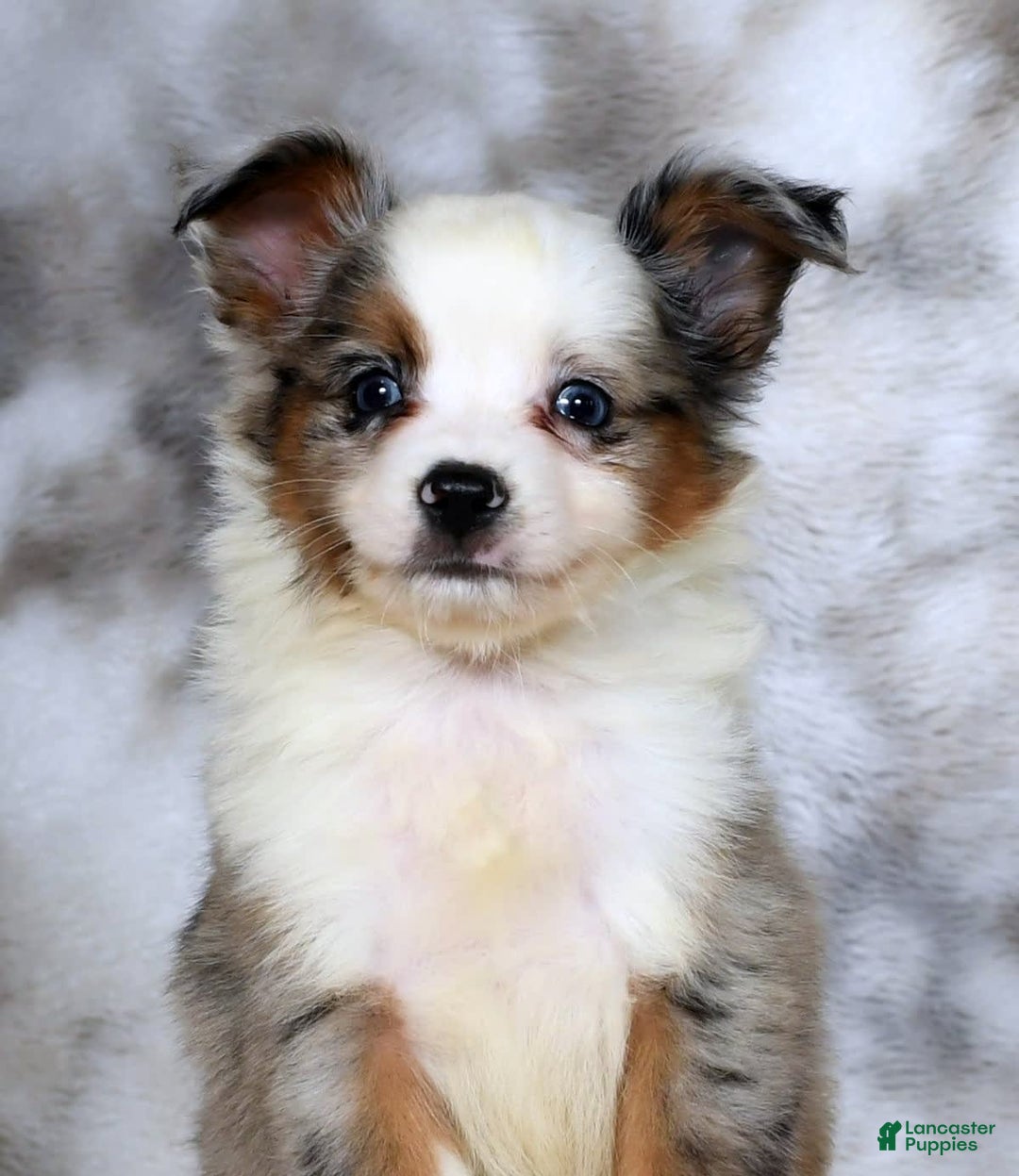  dogs for sale: Frisky - Image 4