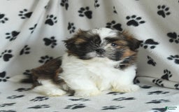 Shih Tzu dogs for sale: Everest - Image 14