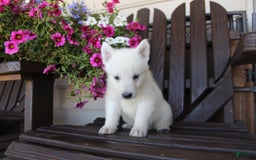 German Shepherd dogs for sale: James - Image 6