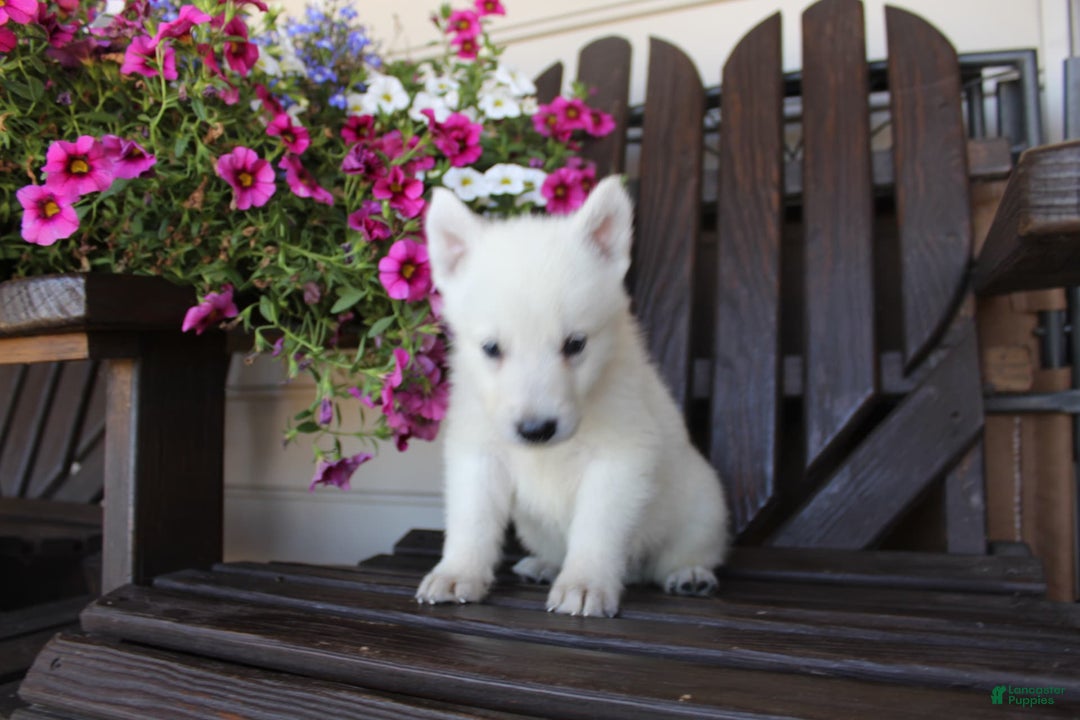 German Shepherd dogs for sale: James - Image 6