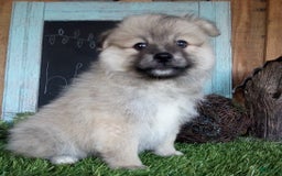 Pomeranian dogs for sale: Riley - Image 3