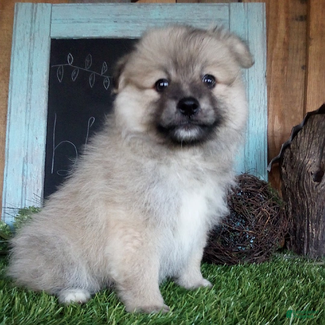 Pomeranian dogs for sale: Riley - Image 3