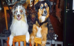 Australian Shepherd dogs for sale: Red Merle Female - Image 11