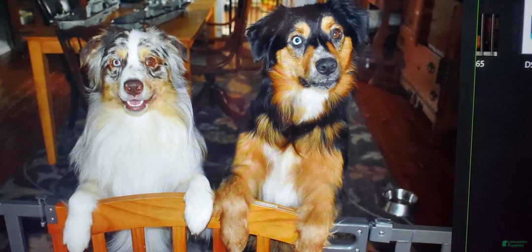 Australian Shepherd dogs for sale: Red Merle Female - Image 11