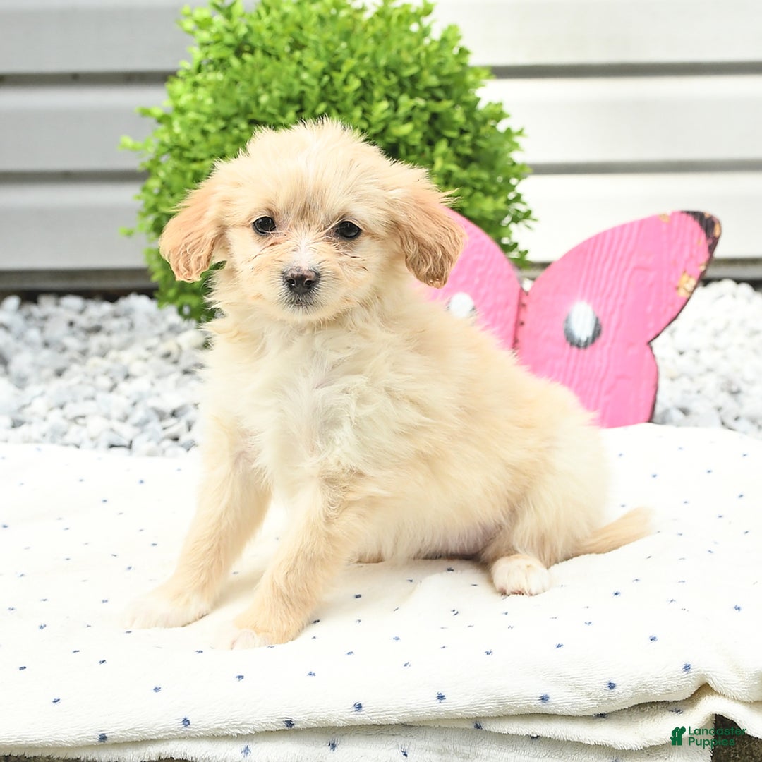 Pomeranian dogs for sale: Pomeranian 9 puppies - Image 17