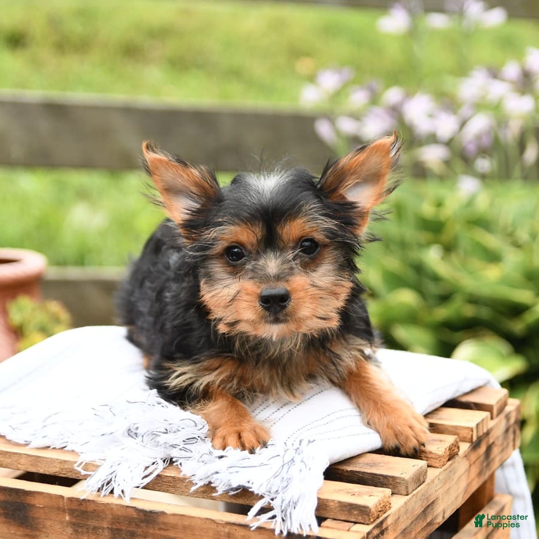 Yorkshire Terrier dogs for sale: Checkers - Image 9